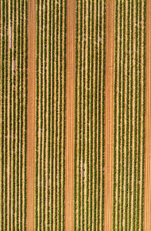agricultura